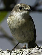 Reunion Stonechat