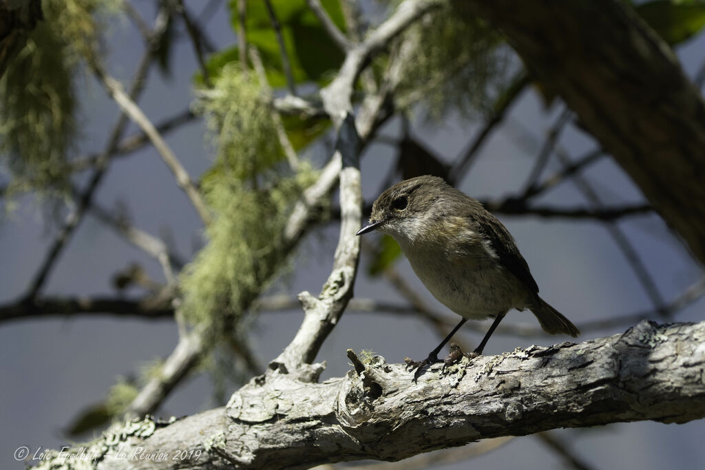 Reunion Stonechat