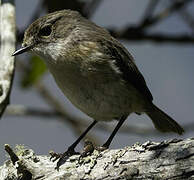 Reunion Stonechat