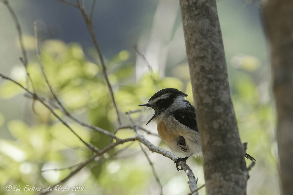 Reunion Stonechat