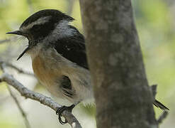 Reunion Stonechat