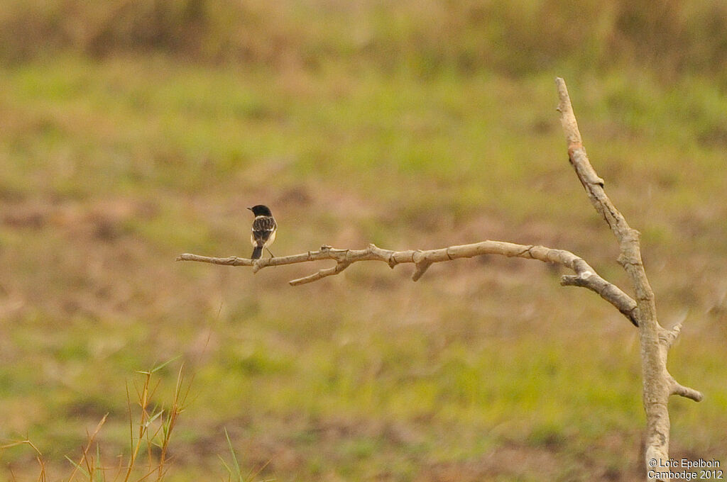 Siberian Stonechat