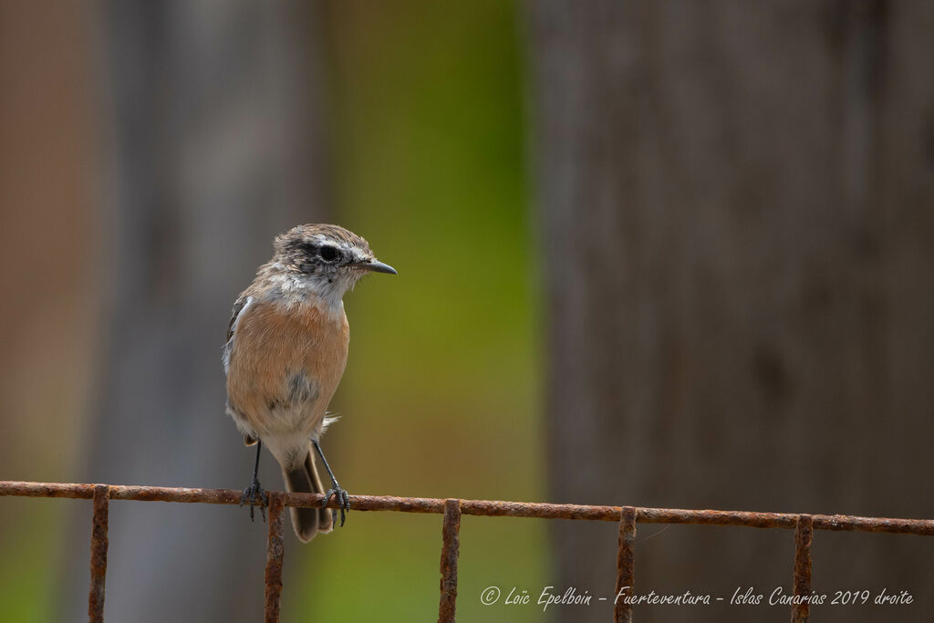 Canary Islands Stonechat