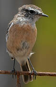 Canary Islands Stonechat