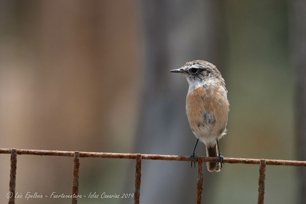 Canary Islands Stonechat