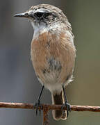 Canary Islands Stonechat