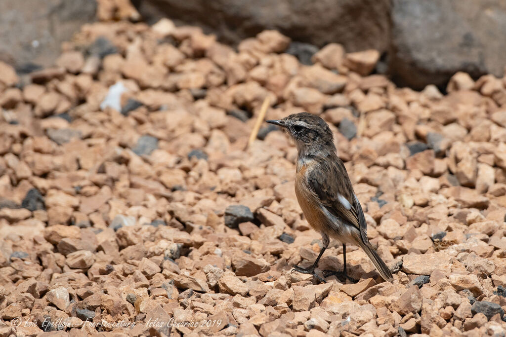 Tarier des Canaries