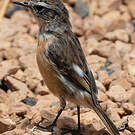 Tarier des Canaries