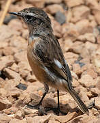 Canary Islands Stonechat