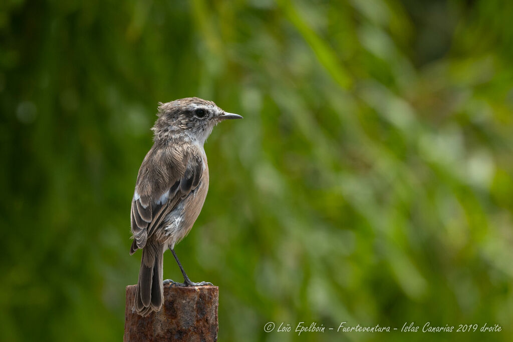 Tarier des Canaries