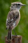 Canary Islands Stonechat