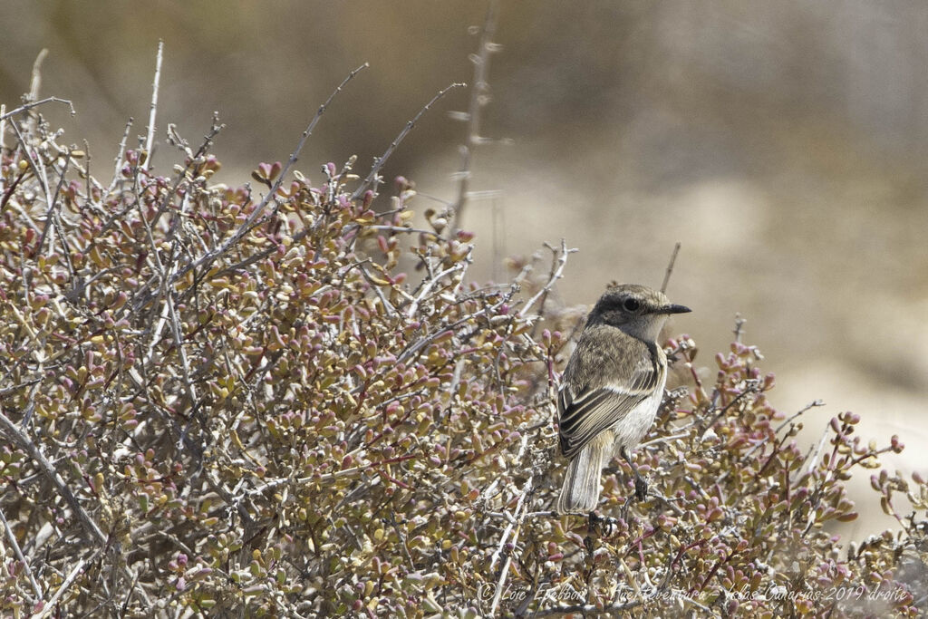 Canary Islands Stonechat