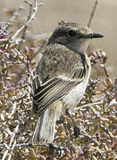 Canary Islands Stonechat