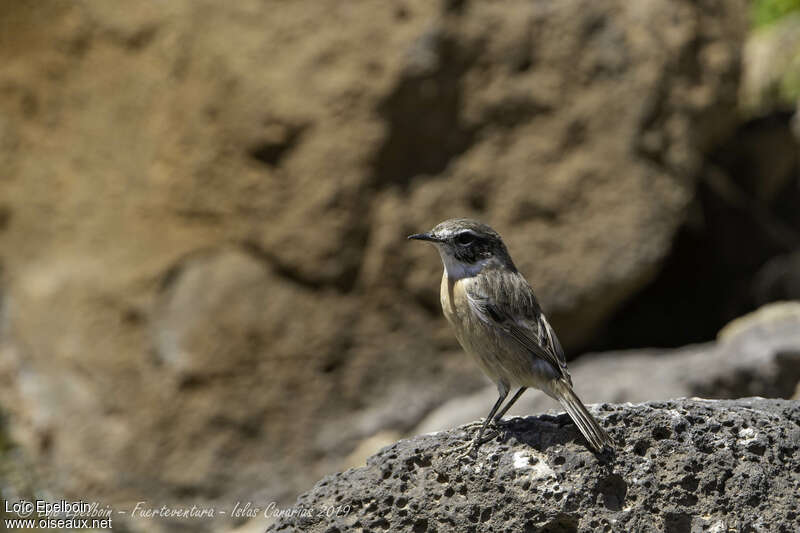 Canary Islands Stonechat female adult, identification