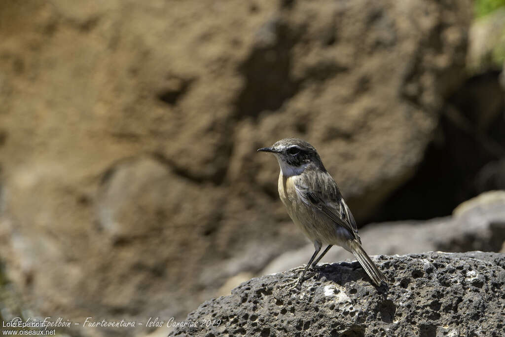 Tarier des Canaries femelle adulte, identification