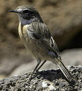 Canary Islands Stonechat