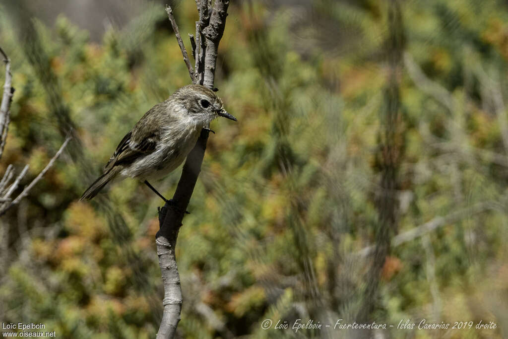 Tarier des Canaries femelle adulte, identification