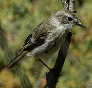 Canary Islands Stonechat