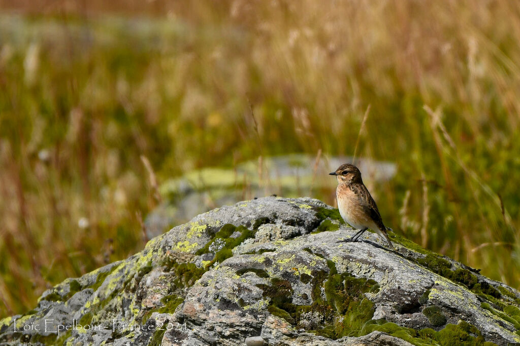 Whinchat