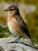 Whinchat