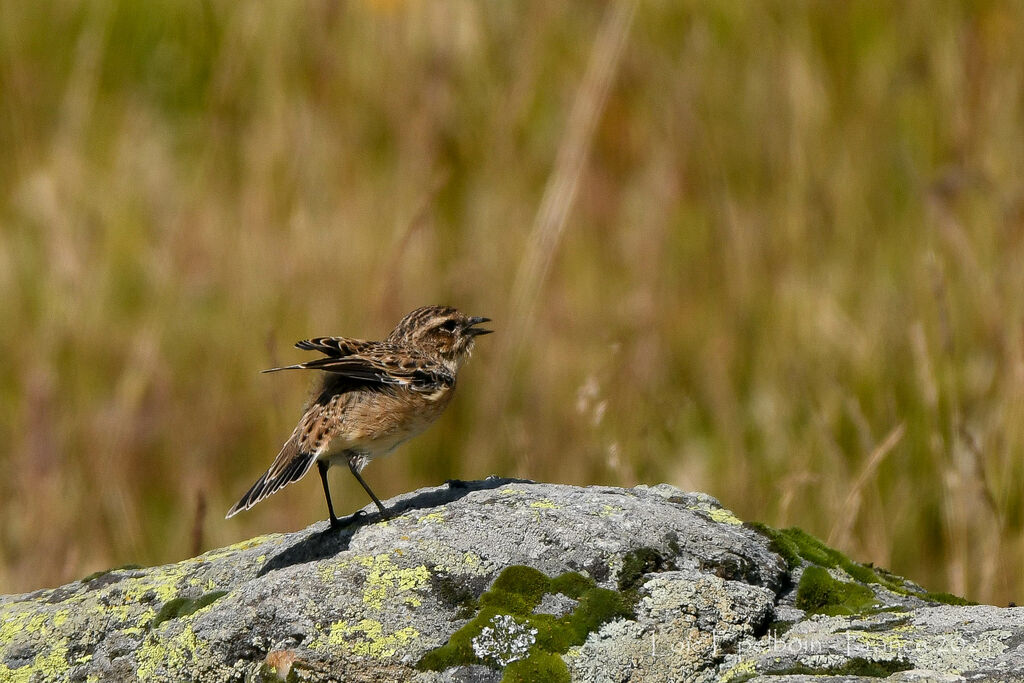 Whinchat