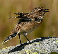 Whinchat