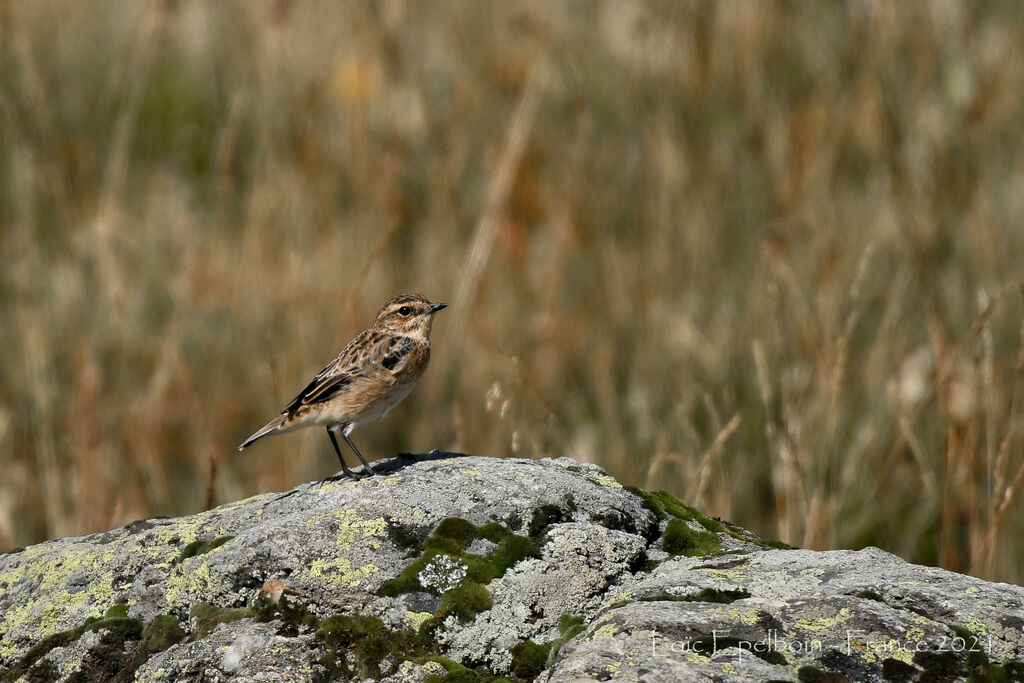 Whinchat