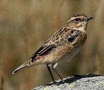 Whinchat