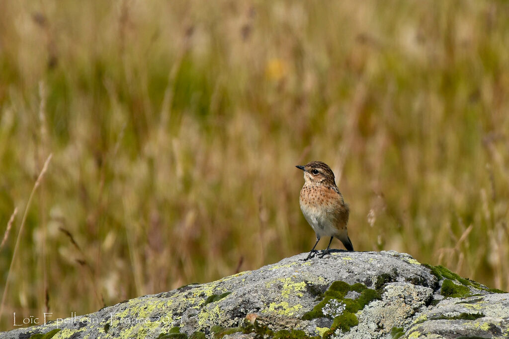 Whinchat