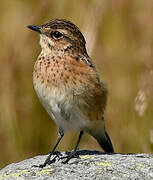 Whinchat