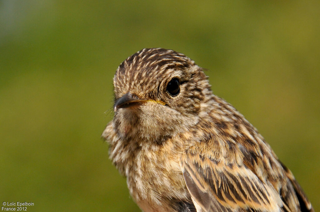 European Stonechat