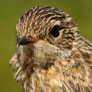 European Stonechat