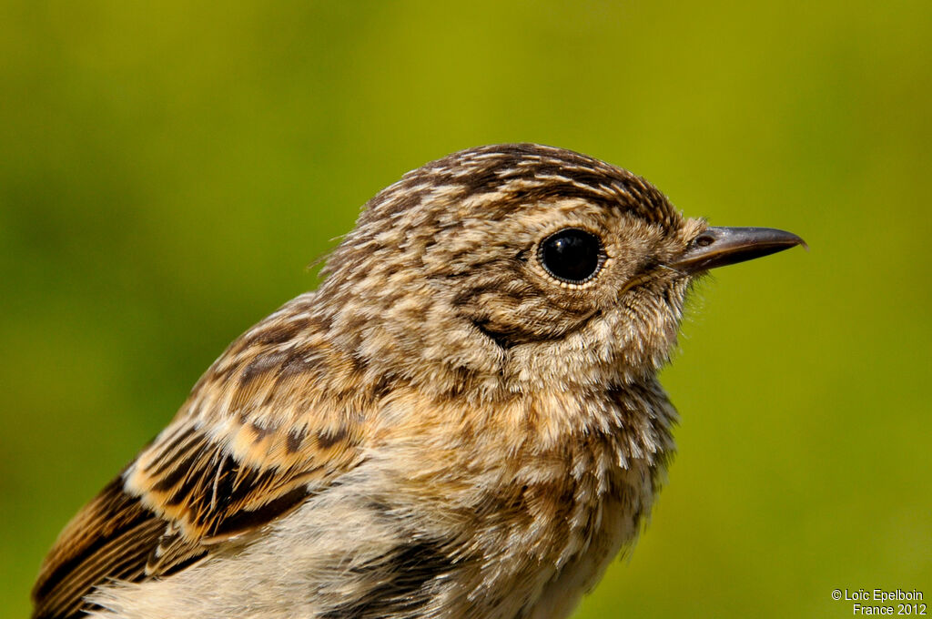 European Stonechat