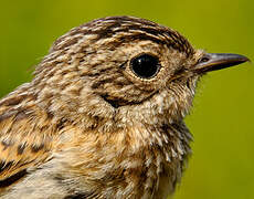 European Stonechat