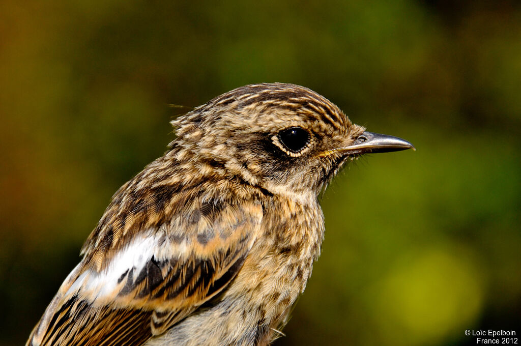 European Stonechat