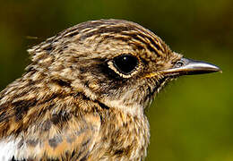 European Stonechat