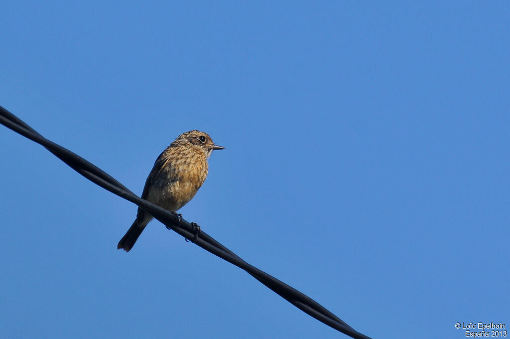 European Stonechat