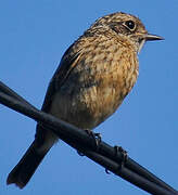 European Stonechat