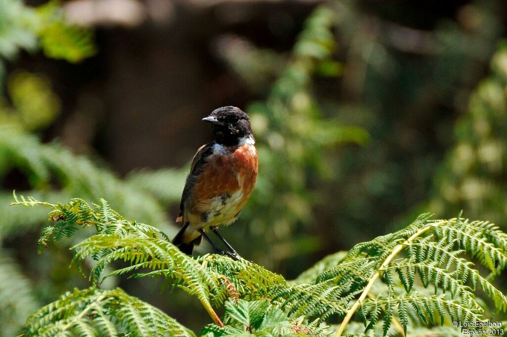 European Stonechat