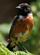 European Stonechat