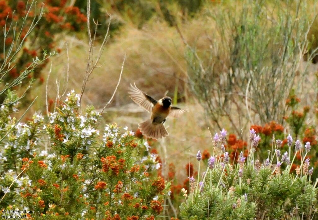 European Stonechat