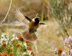 European Stonechat