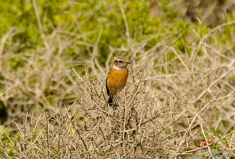 European Stonechat