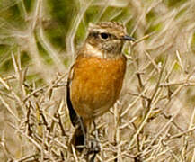 European Stonechat