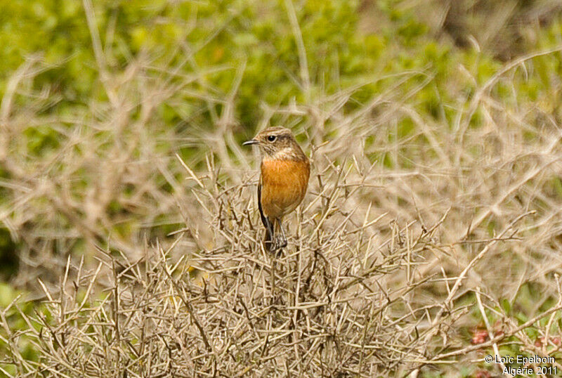 European Stonechat