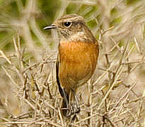 European Stonechat