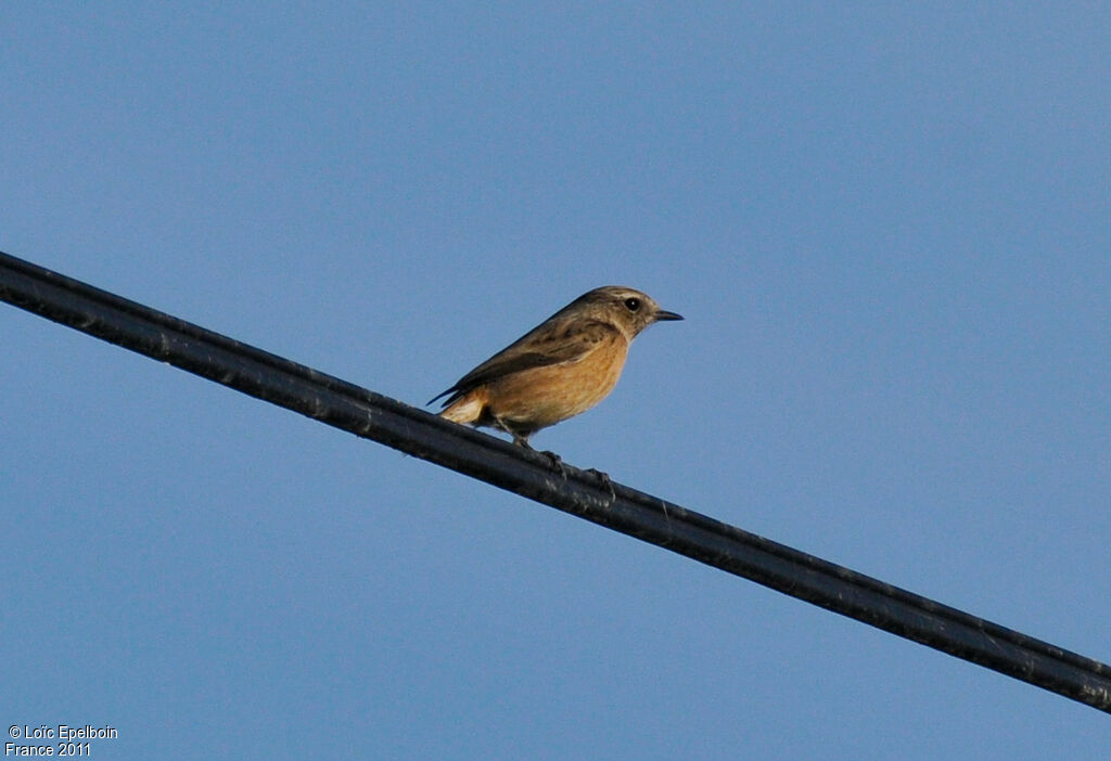 European Stonechat