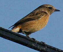 European Stonechat