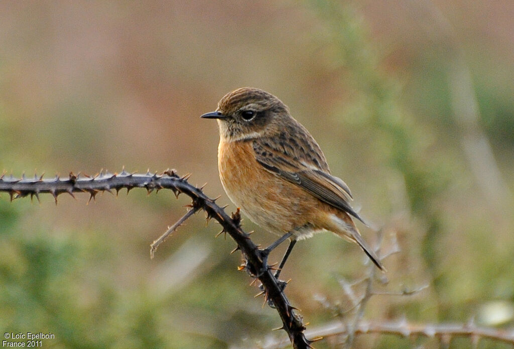 European Stonechat