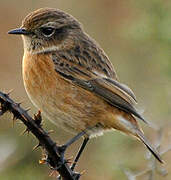 European Stonechat